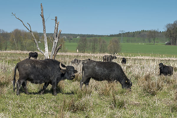 Wasserbüffel (Bubalus arnee)