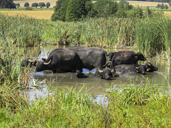 Wasserbüffel (Bubalus arnee)