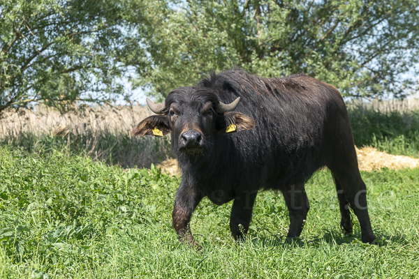 Wasserbüffel (Bubalus arnee)