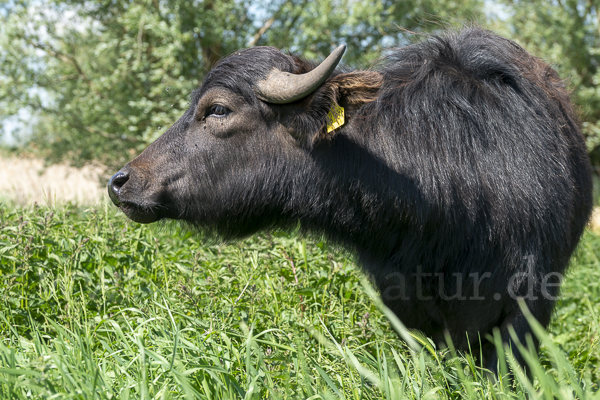 Wasserbüffel (Bubalus arnee)