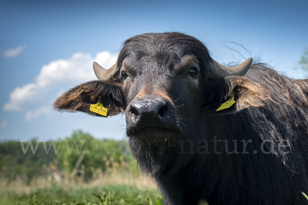 Wasserbüffel (Bubalus arnee)