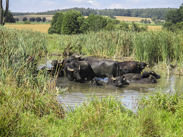 Wasserbüffel (Bubalus arnee)