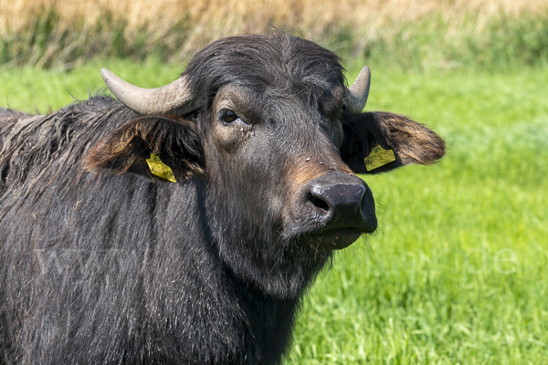 Wasserbüffel (Bubalus arnee)