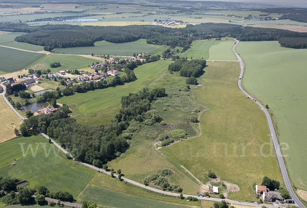 Wasserbüffel (Bubalus arnee)