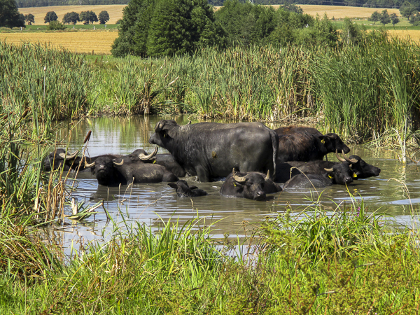 Wasserbüffel (Bubalus arnee)