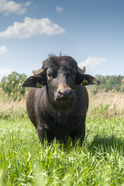 Wasserbüffel (Bubalus arnee)