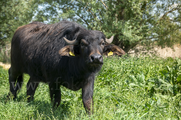 Wasserbüffel (Bubalus arnee)