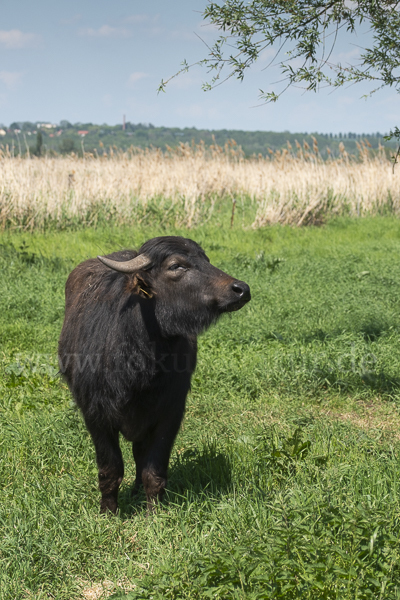 Wasserbüffel (Bubalus arnee)