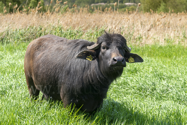 Wasserbüffel (Bubalus arnee)