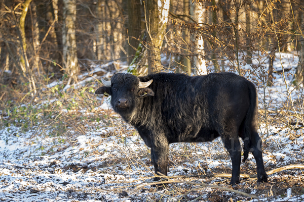 Wasserbüffel (Bubalus arnee)