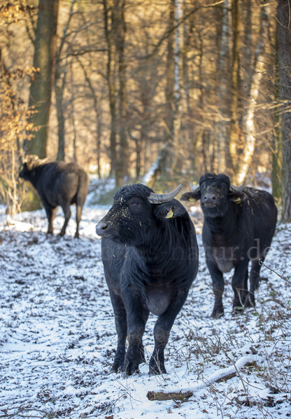 Wasserbüffel (Bubalus arnee)