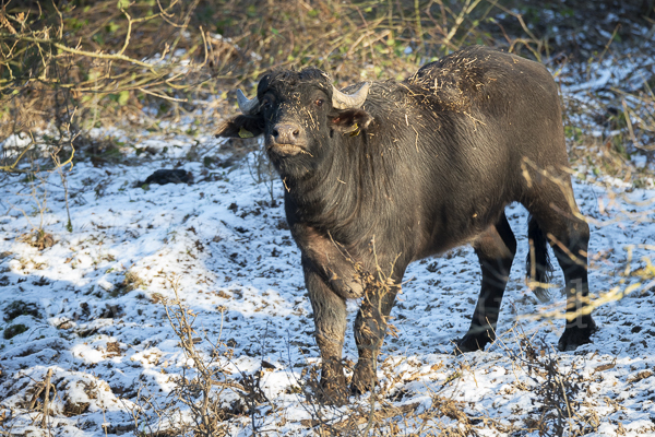 Wasserbüffel (Bubalus arnee)