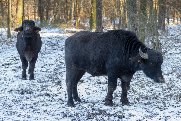 Wasserbüffel (Bubalus arnee)