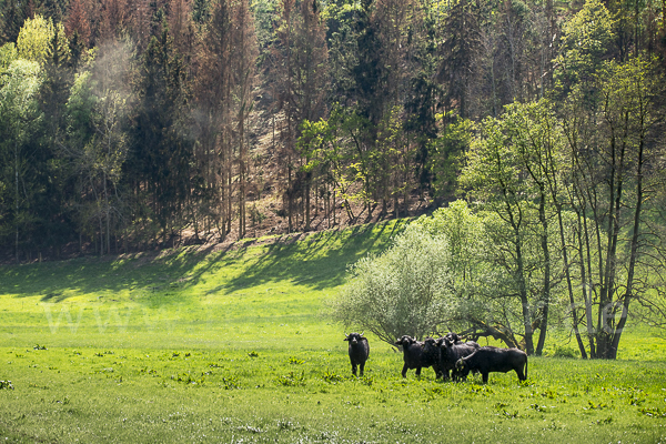 Wasserbüffel (Bubalus arnee)