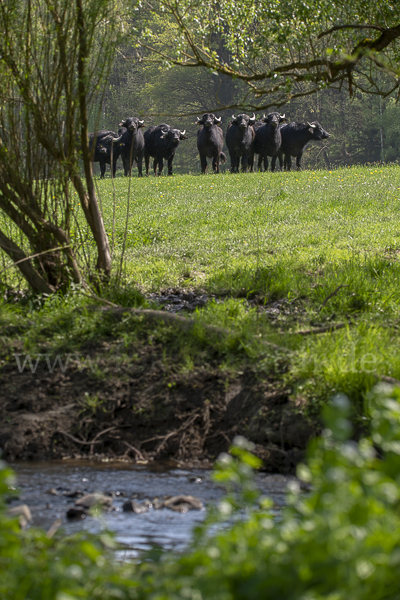 Wasserbüffel (Bubalus arnee)