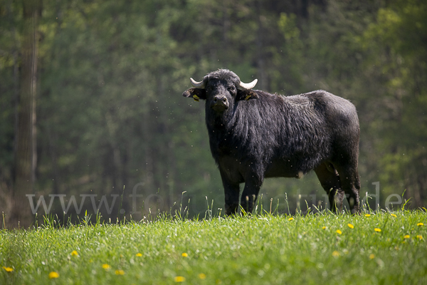 Wasserbüffel (Bubalus arnee)