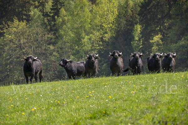 Wasserbüffel (Bubalus arnee)