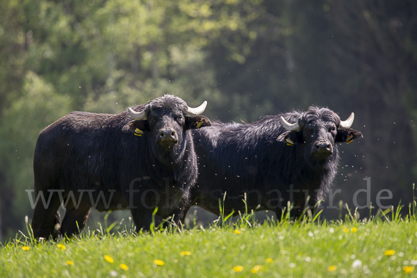 Wasserbüffel (Bubalus arnee)