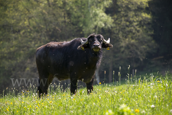 Wasserbüffel (Bubalus arnee)