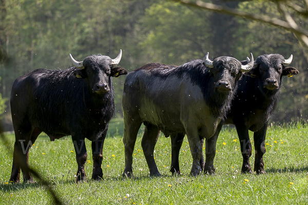 Wasserbüffel (Bubalus arnee)