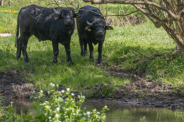 Wasserbüffel (Bubalus arnee)