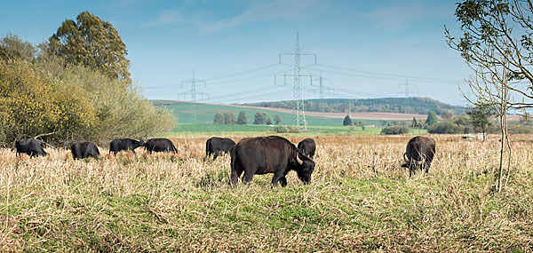 Wasserbüffel (Bubalus arnee)