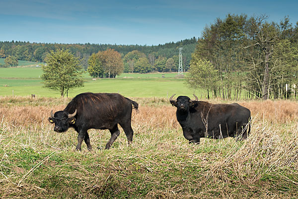 Wasserbüffel (Bubalus arnee)