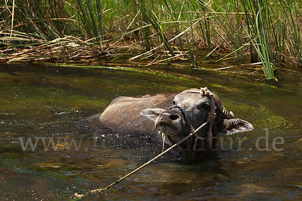 Wasserbüffel (Bubalus arnee)