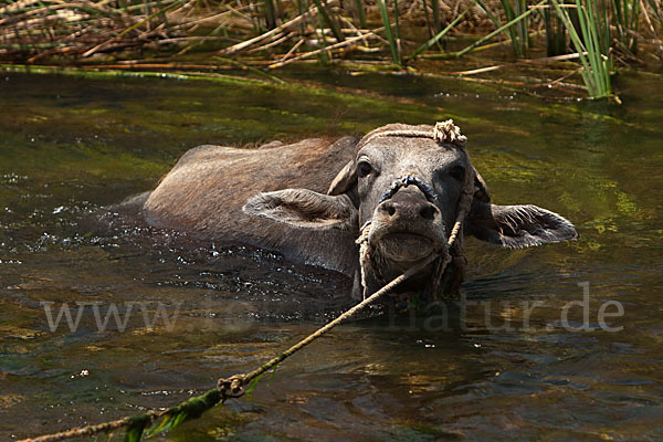 Wasserbüffel (Bubalus arnee)