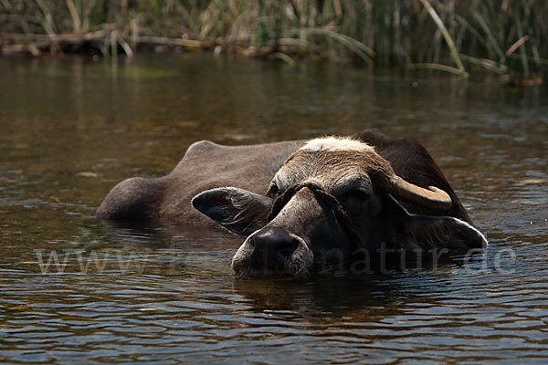 Wasserbüffel (Bubalus arnee)