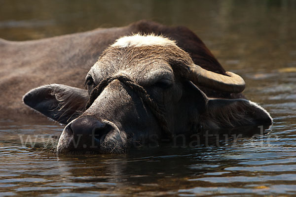 Wasserbüffel (Bubalus arnee)