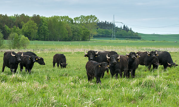 Wasserbüffel (Bubalus arnee)