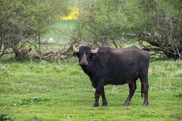 Wasserbüffel (Bubalus arnee)