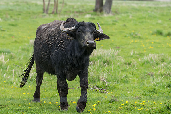 Wasserbüffel (Bubalus arnee)