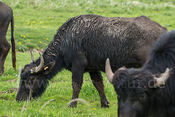 Wasserbüffel (Bubalus arnee)