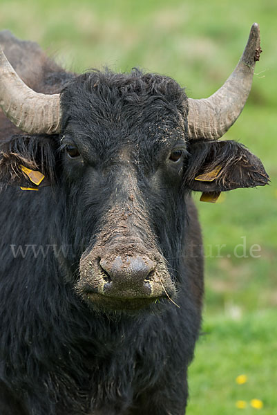 Wasserbüffel (Bubalus arnee)