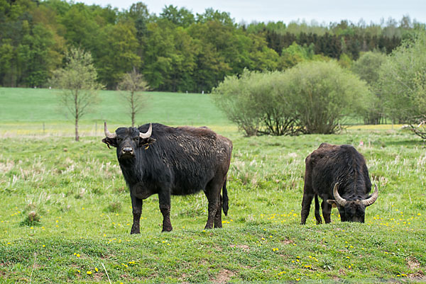 Wasserbüffel (Bubalus arnee)