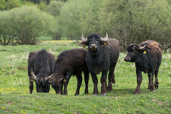 Wasserbüffel (Bubalus arnee)