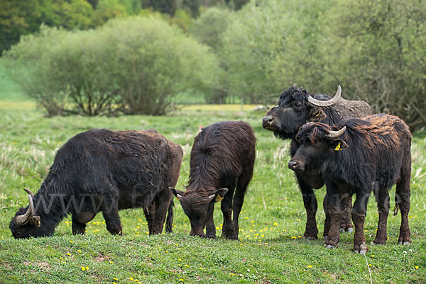 Wasserbüffel (Bubalus arnee)