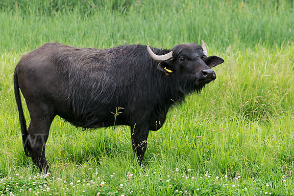 Wasserbüffel (Bubalus arnee)