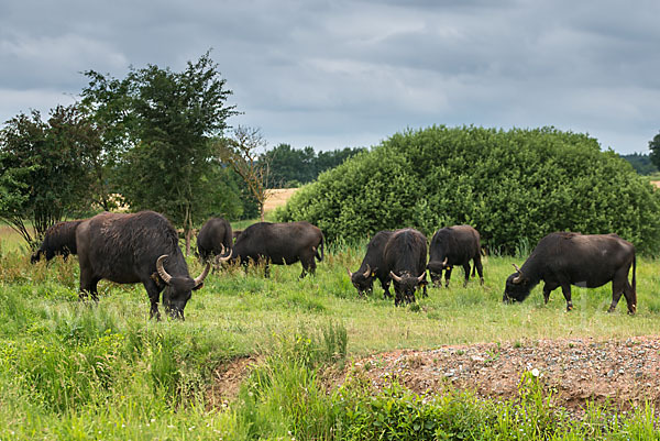 Wasserbüffel (Bubalus arnee)