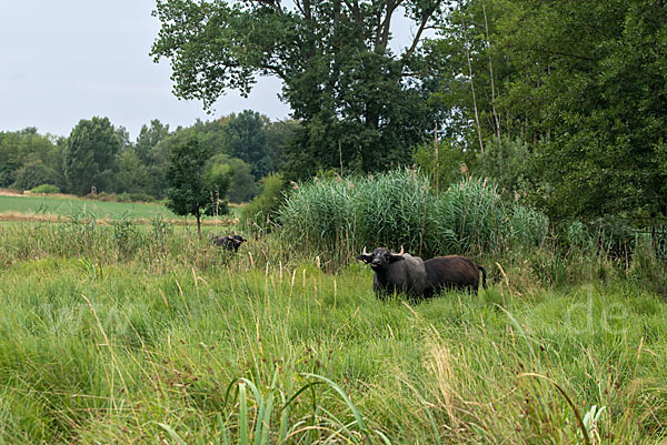 Wasserbüffel (Bubalus arnee)