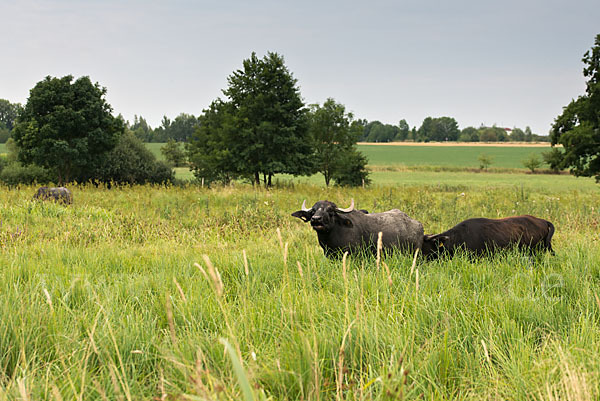 Wasserbüffel (Bubalus arnee)