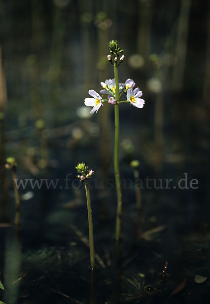 Wasserfeder (Hottonia palustris)