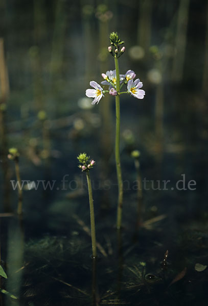 Wasserfeder (Hottonia palustris)