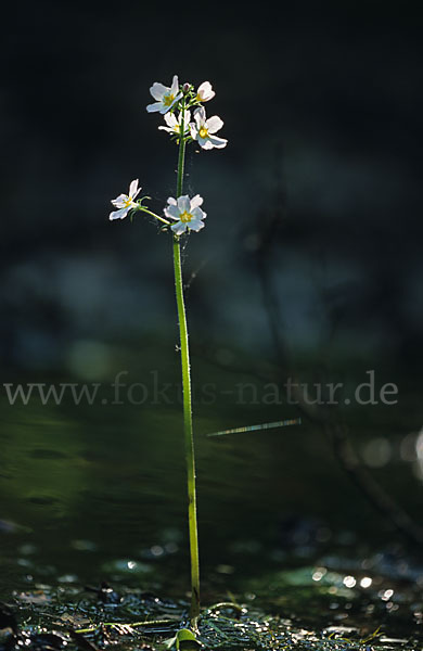 Wasserfeder (Hottonia palustris)