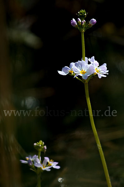 Wasserfeder (Hottonia palustris)