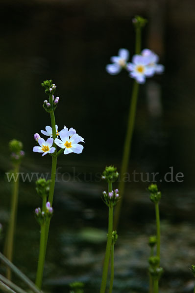 Wasserfeder (Hottonia palustris)