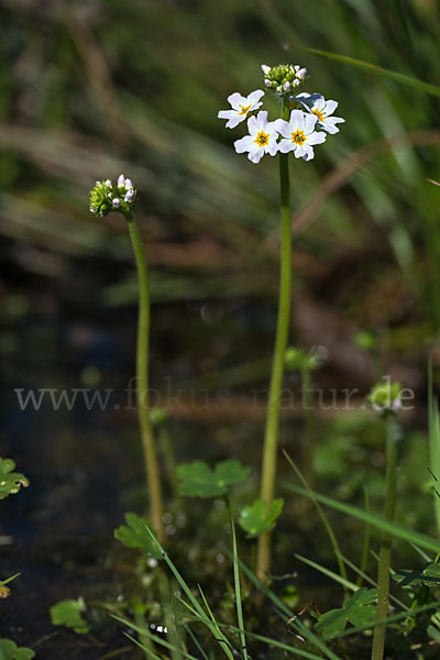 Wasserfeder (Hottonia palustris)