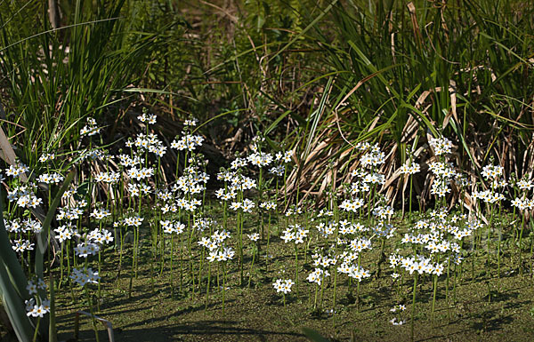 Wasserfeder (Hottonia palustris)